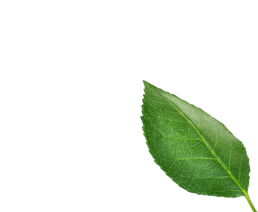 BIO-Gewürze & Spezialitäten