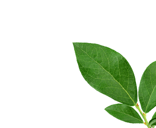 Stevia & Steviolglykoside