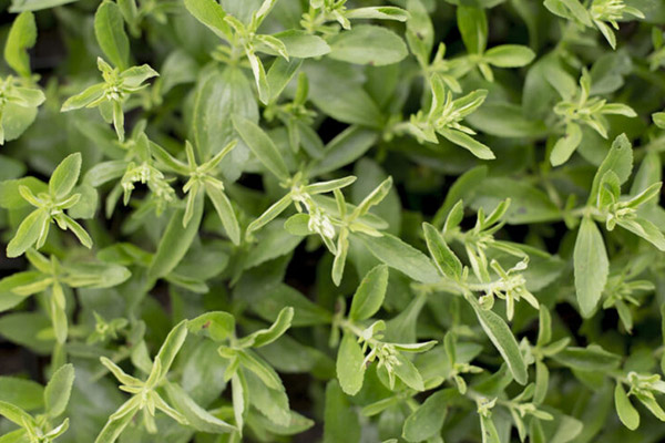 Stevia – Die natürliche Alternative zu Zucker und Süßungsmitteln